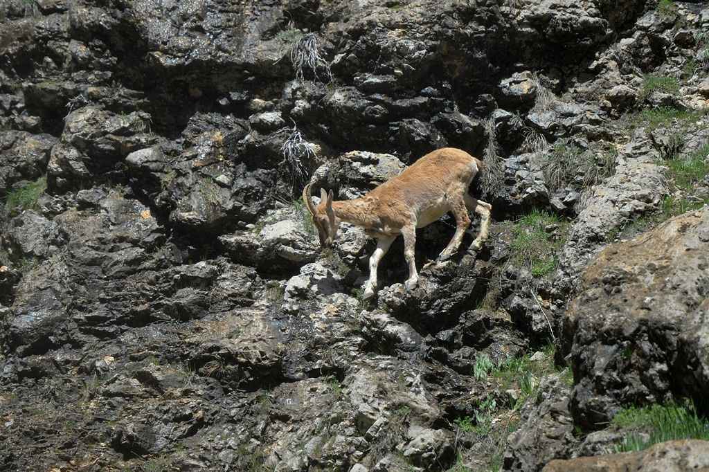 Tunceli'de yaban hayat görüntülendi 